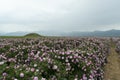 The rose fields in the Thracian Valley near Kazanlak Royalty Free Stock Photo