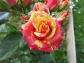 Rose Fire Flash with original two-tone color of buds