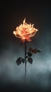 A rose on fire glowing intensely without burning the petals Royalty Free Stock Photo