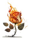 rose on fire on white background Royalty Free Stock Photo