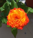 Rose with the firy orange colour Royalty Free Stock Photo