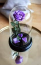 Rose in a flask under the glass. As a gift for the holiday.