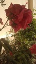 Rose flovers from garden