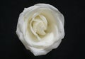 Rose Flower