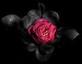 One pink rose flower on a black background close-up, top view. Mysterious, mysterious flower. Stands out against a gloomy