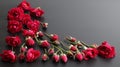 Rose flower arrangement on black background Royalty Free Stock Photo