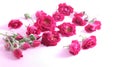 Rose flower arrangement on white  and pink background Royalty Free Stock Photo