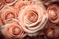 Rose flower background. Beautiful pink Rose close up. Generative AI Royalty Free Stock Photo