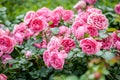 Rose flower on background blurry pink roses flower in the garden of roses. Royalty Free Stock Photo