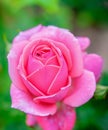 Rose flower on background blurry pink roses flower in the garden of roses. Nature Royalty Free Stock Photo