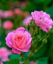 Rose flower on background blurry pink roses flower in the garden of roses. Nature Royalty Free Stock Photo
