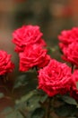 Rose flower on background blurry pink roses flower in the garden of roses. Nature. Royalty Free Stock Photo