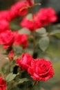 Rose flower on background blurry pink roses flower in the garden of roses. Nature. Royalty Free Stock Photo