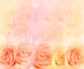 Rose flower background.