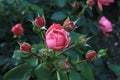 Rose flower, beautiful, amazing, nature