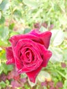 Rose flower