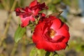 Red rose in the wild Royalty Free Stock Photo