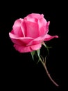 Rose flower on black background Royalty Free Stock Photo