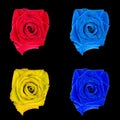 Rose flower, black isolated background. Macro. Pink, blue, red, orange. Royalty Free Stock Photo