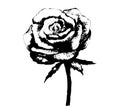 Rose flower black and white drawing, vector etch Illustration.