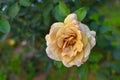 Rose flower bloom on a background of blurry yellow roses in a roses garden