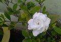 Rose flower blooming in branch of green leaves plant growing in flowerpot in garden,  nature photography Royalty Free Stock Photo