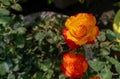 Rose flower blooming in branch of green leaves plant growing in flowerpot in garden, nature photography, sunlight in petals