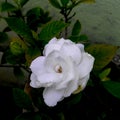 Rose flower blooming in branch of green leaves plant growing in flowerpot in garden,  nature photography Royalty Free Stock Photo