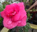 Rose flower blooming in branch of green leaves plant growing in the garden, nature photography, rainy season, gardening background Royalty Free Stock Photo