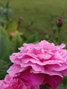Golden flower, rose flower, blooming rose, water splash, after rain, rainbow, sunny afternoon, warm atmosphere