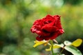 Blooming flower rose with green leaves Royalty Free Stock Photo