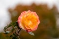 Rose Flower blossom on a live plant with green leaves in garden with bokeh