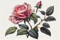 Rose Flower Botanical Illustration, Roses Flowers, Rose Abstract Generative AI Illustration