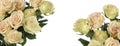 Rose flower bouquet on white horizontal long background Royalty Free Stock Photo