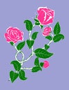 Rose flower branch with buds