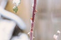 Rose flower branch with new fresh spears outdoor in the garden on snowy spring day