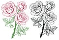 Rose flower branch set.