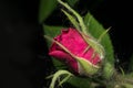 A rose flower with bright red petals starts to blossom.