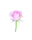 Rose flower bud begins blossom isolated on white background and clipping path Royalty Free Stock Photo