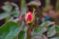 Rose flower bud just about to bllom