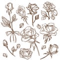 Rose flower bud and stem petas isolated sketches Royalty Free Stock Photo