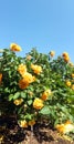 Rose flower bush