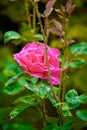 Rose flower on a bush, summer, village Royalty Free Stock Photo