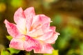 Rose flower in chiangmai province Thailand Royalty Free Stock Photo