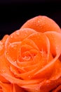 Rose flower close-up Royalty Free Stock Photo