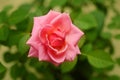 Rose flower close up against the background of green leaves Royalty Free Stock Photo