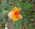 Bright orange yellow rose top view. Single rose flower with fresh green leaves background. Closeup of rose blossom on green bush. Royalty Free Stock Photo