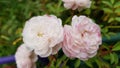 Luxuriant petals of beautiful white pink rose flower closeup. Blooming bush of lush roses on flowerbed. Gorgeous wedding flowers