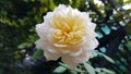 Gorgeous luxuriant petals of beautiful white rose flower closeup. Blooming bush of yellow white roses on flowerbed. Wedding