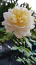 Luxuriant petals of beautiful white rose flower closeup with blur green leaves background. Blooming bush of white yellow rose